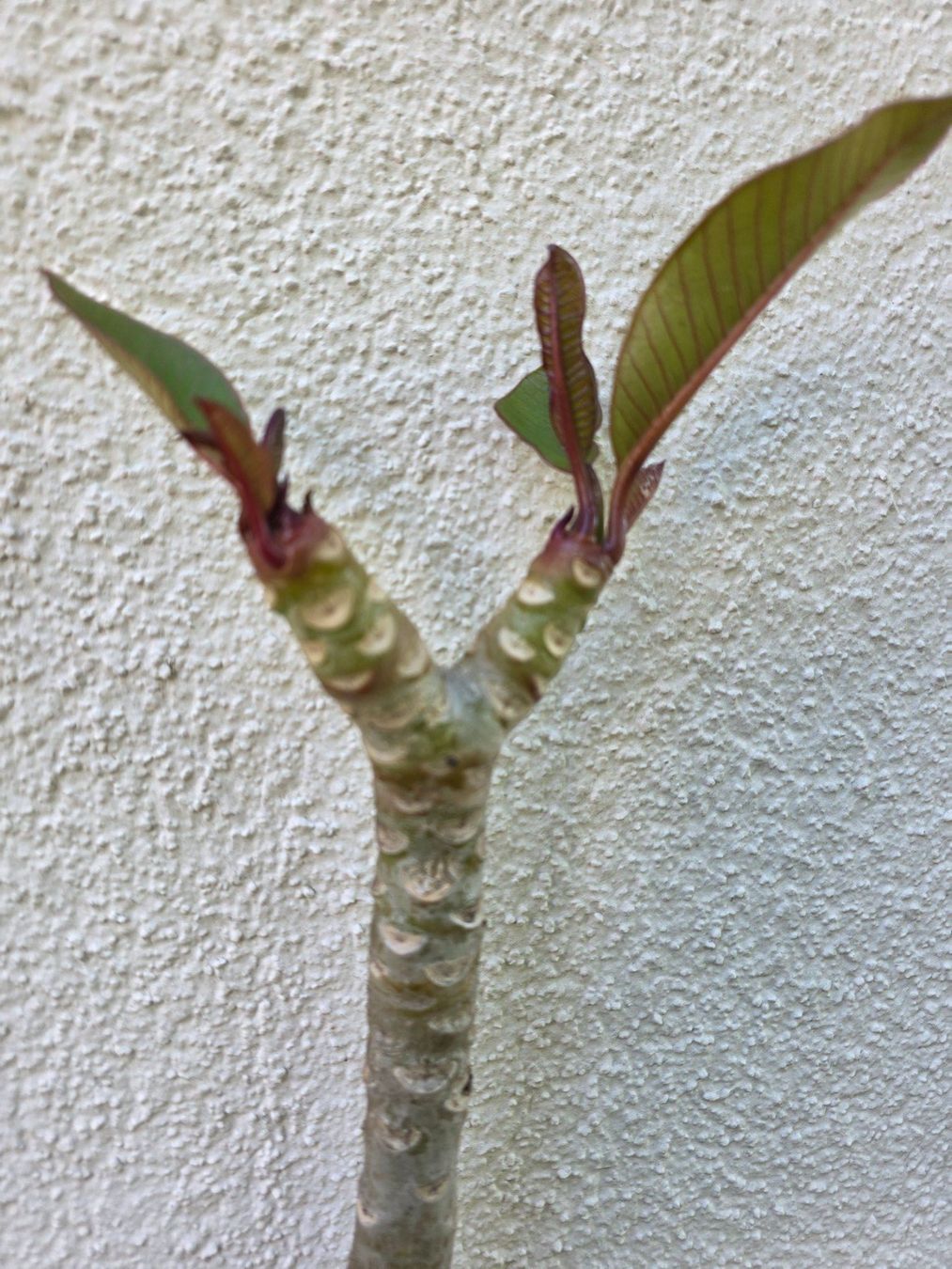 Piante & sementi: Plumeria rubra "Kimo" / Frangipani lachsorange – Nuovo (secondo la descrizione) da Thalheim venduto da silvara01 5