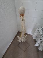 Anatomie Wirbelsäule