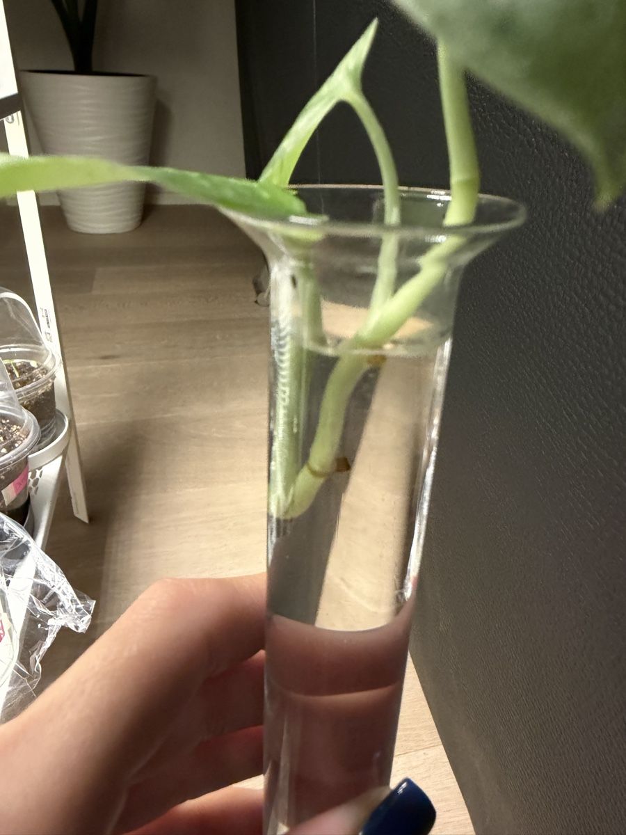 Plantes & graines: Scindapsus pictus schöne bewurzelte Stecklinge – Neuf avec emballage d'origine à Wikon par alessiadacosta7 1