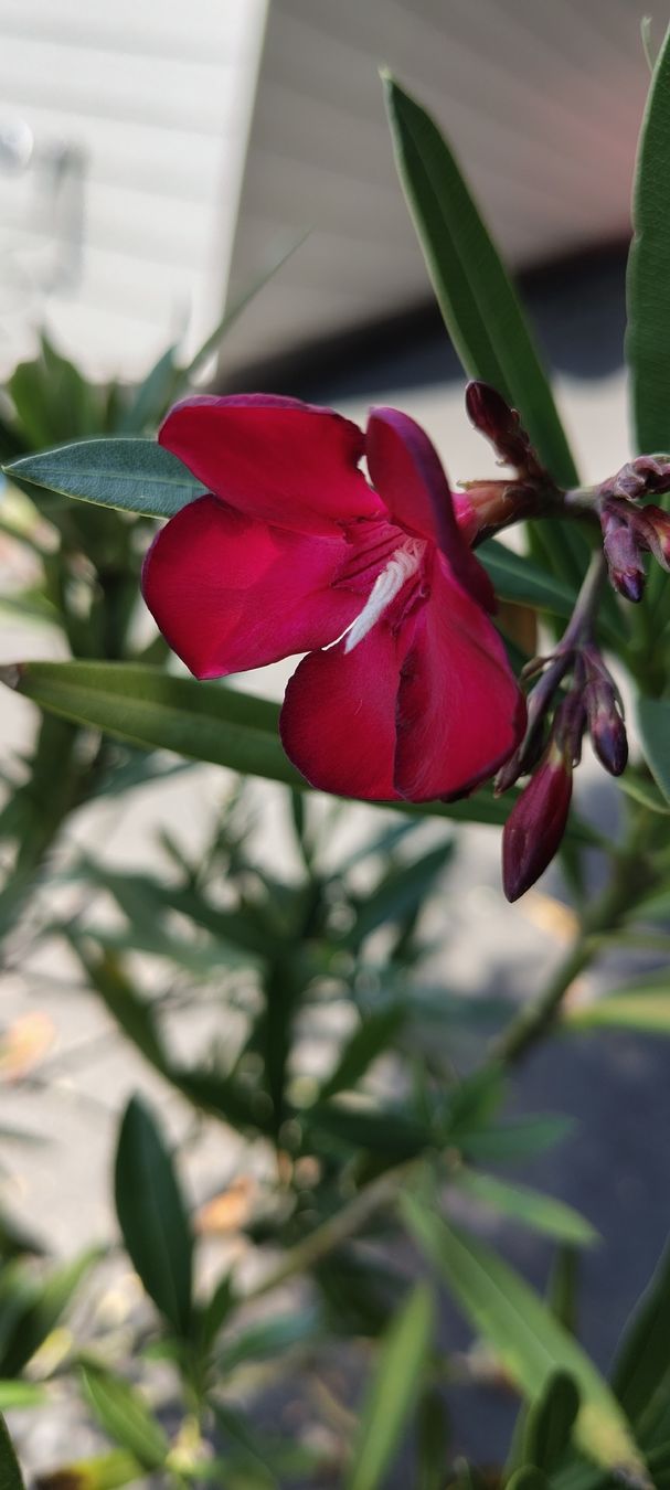 Piante & sementi: Grosser Oleander Rot zu verkaufen – Usato da St.Gallenkappel venduto da lalique 2