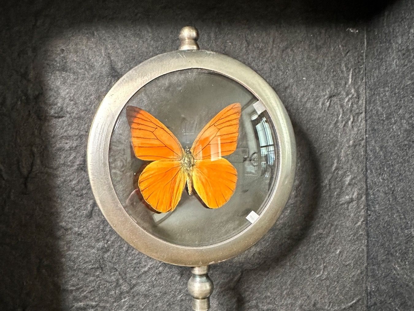 Il mondo degli animali: Papillon Argus orange – Nuovo (secondo la descrizione) da Biel/Bienne venduto da Dragonpandora 2