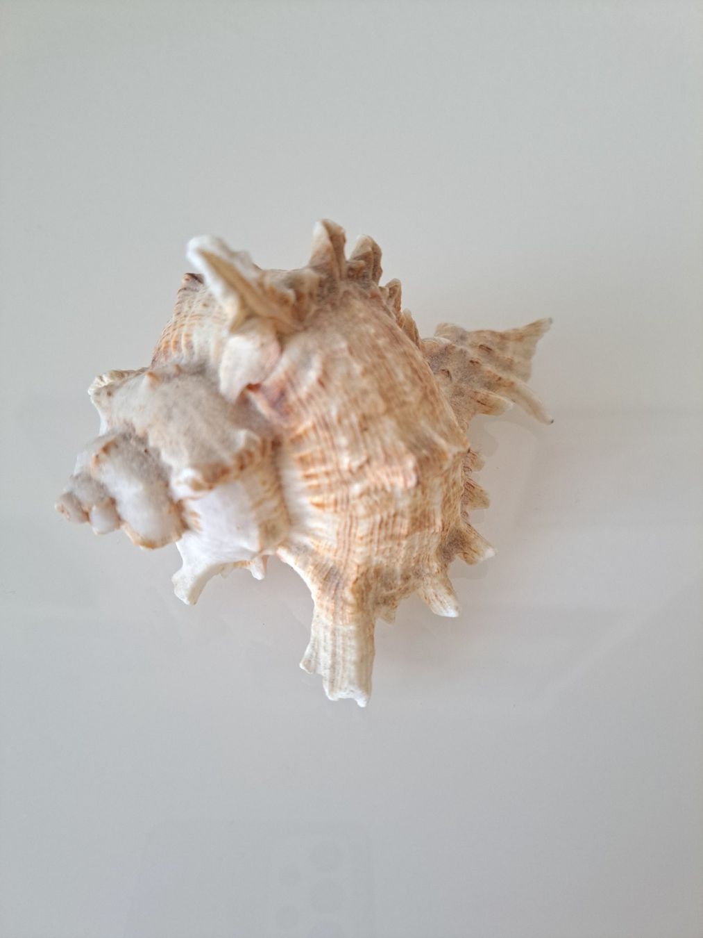 Tutte le decorazioni: Zwei sehr schöne Muscheln – Usato da Büren SO venduto da kim_yc8x 1
