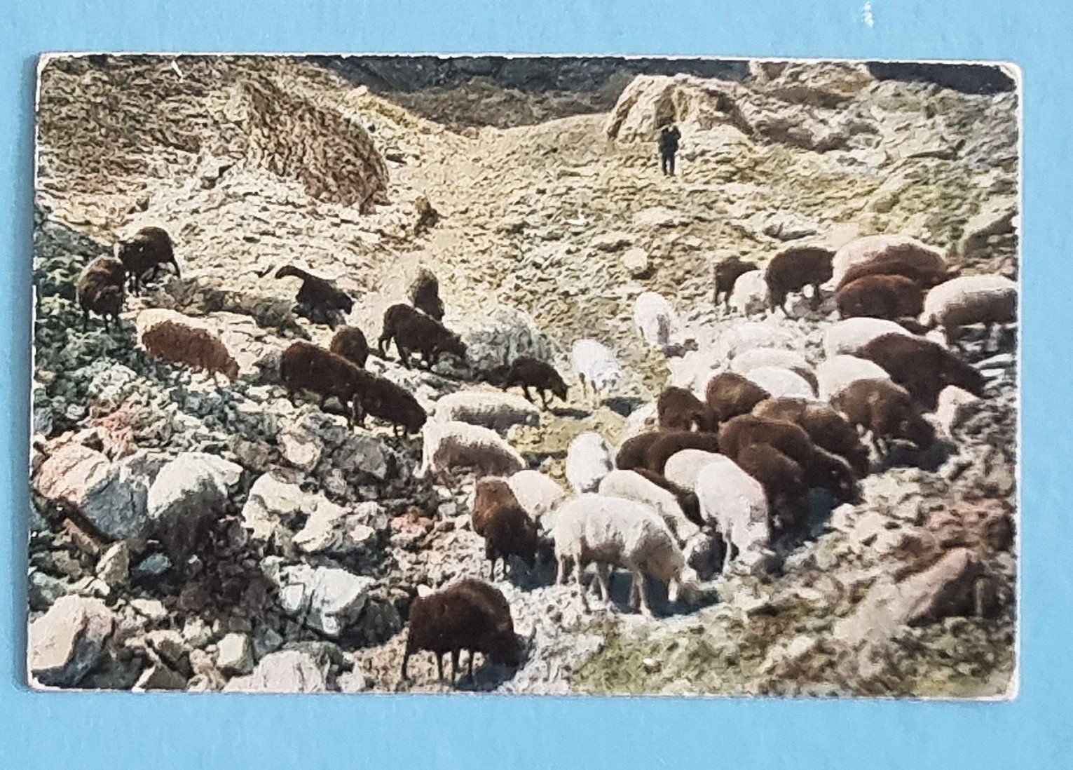 Cartoline postali: Menzberg - Schafe mit Hirte - 1907 – Usato da Rothrist venduto da RROENK