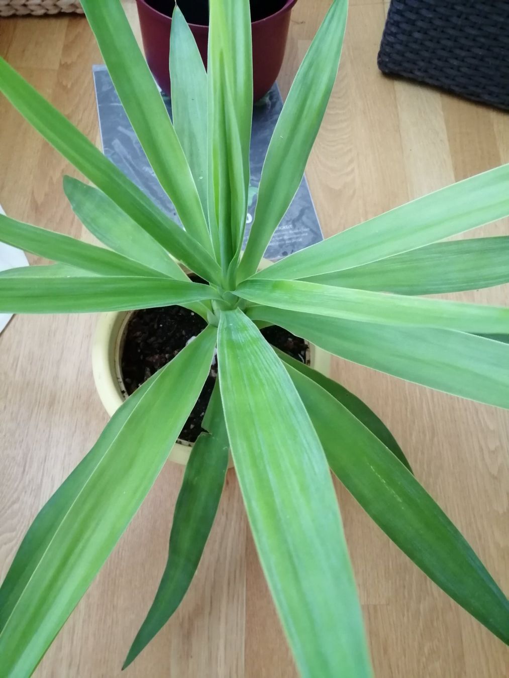 Piante & sementi: Yucca Zimmerpflanze – Usato da Windisch venduto da mer_6cjk