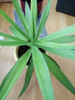 Yucca Zimmerpflanze