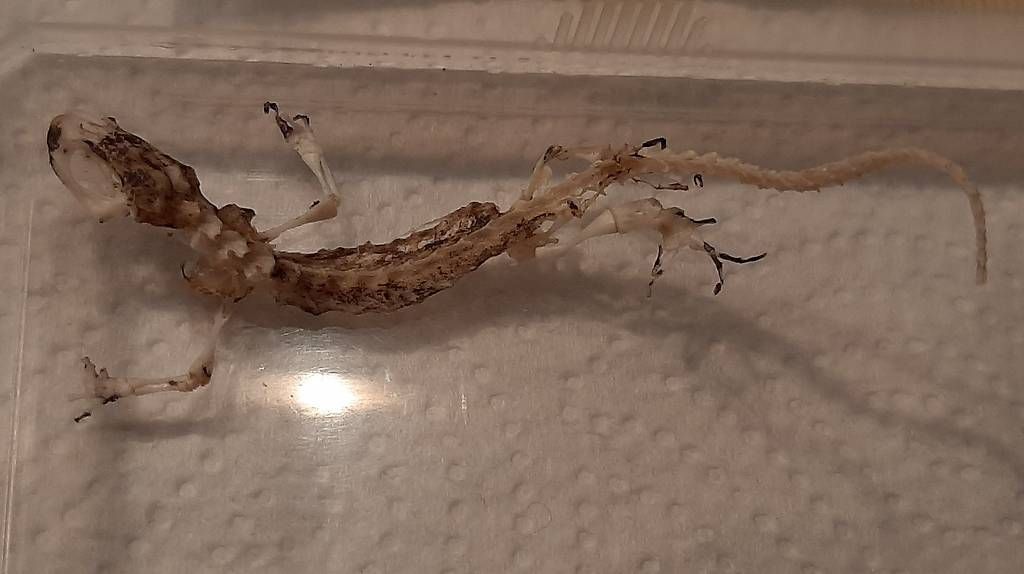 Welt der Tiere: Komplettes Eidechsenskelett – Gebraucht aus Kriens von honig01 1