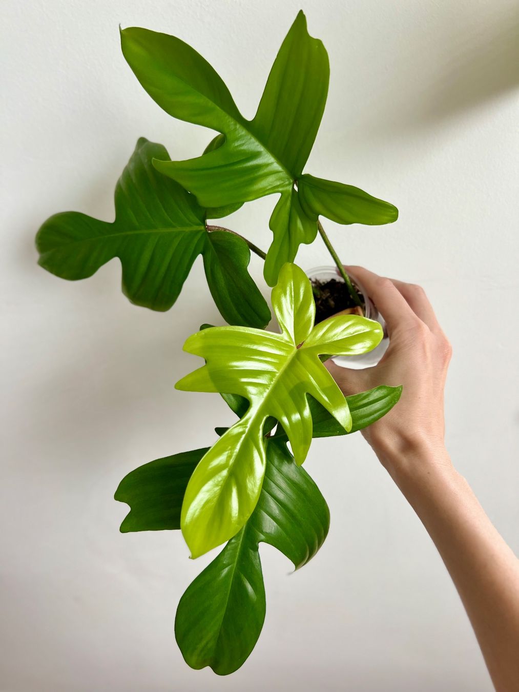 Plantes & graines: Philodendron Florida Ghost😍 – D'occasion à Glattpark(Opfikon) par ste_n99y 7