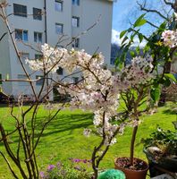 Schöne Kirschbaum-Pflanze im Topf – Sommerdeko!