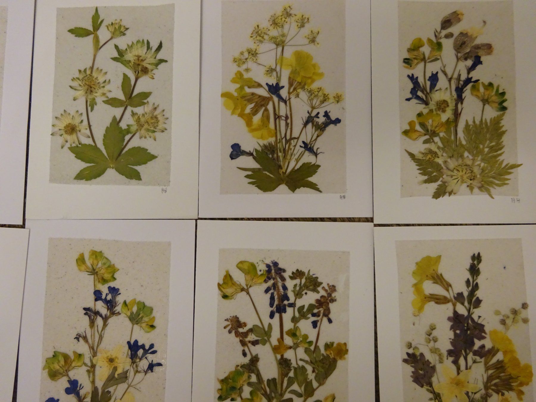 Bücher: Herbarium Botanik Alpenflora / 20 Grusskarten – Gebraucht aus Esslingen von eintagammeer 6