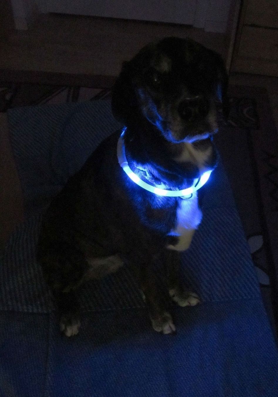 Guinzagli & Collari: NEU - LED Leucht - Halsband USB Blau – Nuovo e nell'imballaggio originale da St. Margarethen TG venduto da ursk10