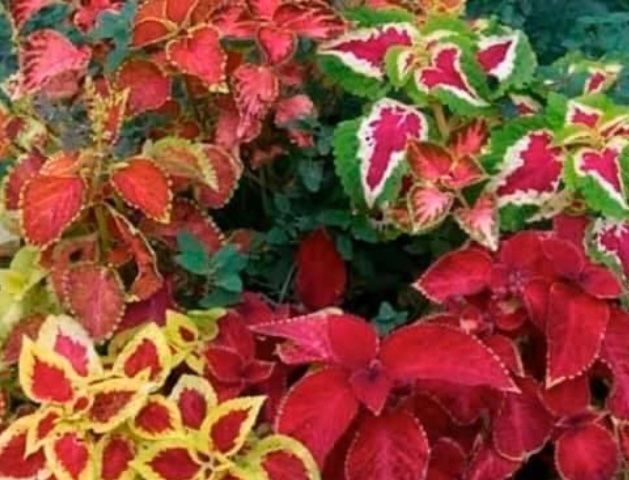 Plantes & graines: 50 SAMEN  VON “RAINBOW COLEUS MIX” – Neuf avec emballage d'origine à Rovio par POSITIFFARTandPLANTS 3