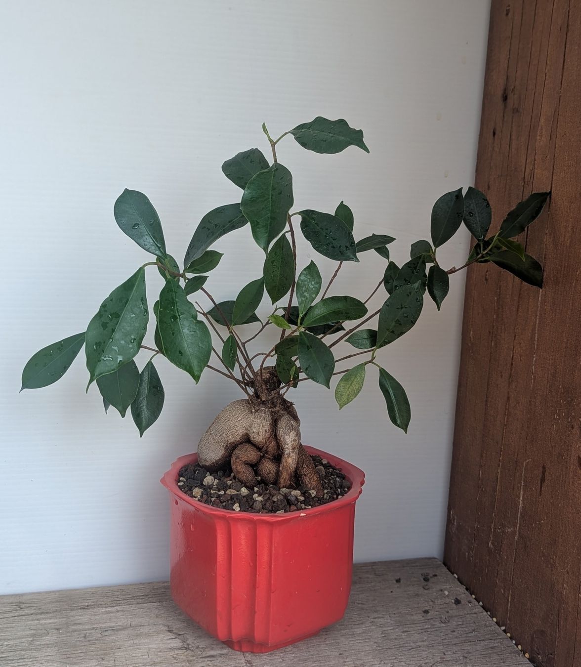 Plantes & graines: Ficus bonsai  – D'occasion à Comano par che_8lc2