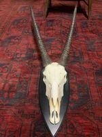 Oryx Schädel Trophäe Wanddeko