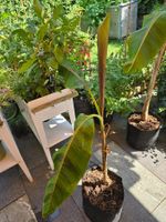 Bananenpflanze (Musa) – kräftige Topfpflanze, ca. 1 m hoch