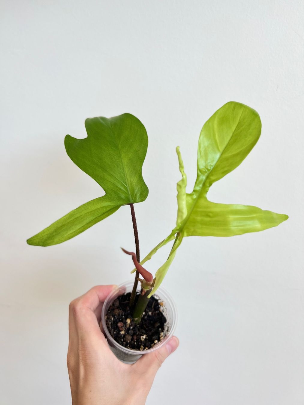 Plantes & graines: 🔥Philodendron Florida Ghost – D'occasion à Glattpark(Opfikon) par ste_n99y