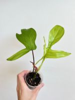 🔥Philodendron Florida Ghost