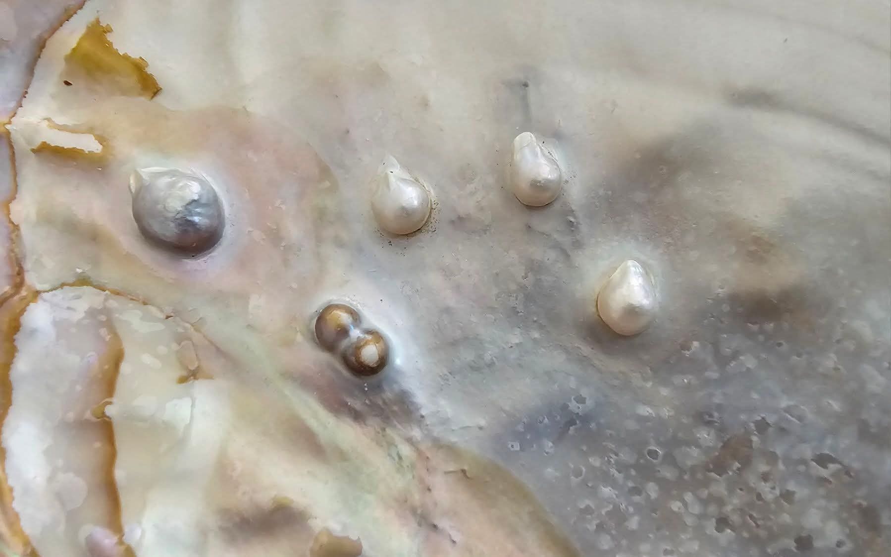 Fossili: Muschelschale mit 5 Blisterperlen – Nuovo (secondo la descrizione) da Grosshöchstetten venduto da Chaotik-Reptil 1