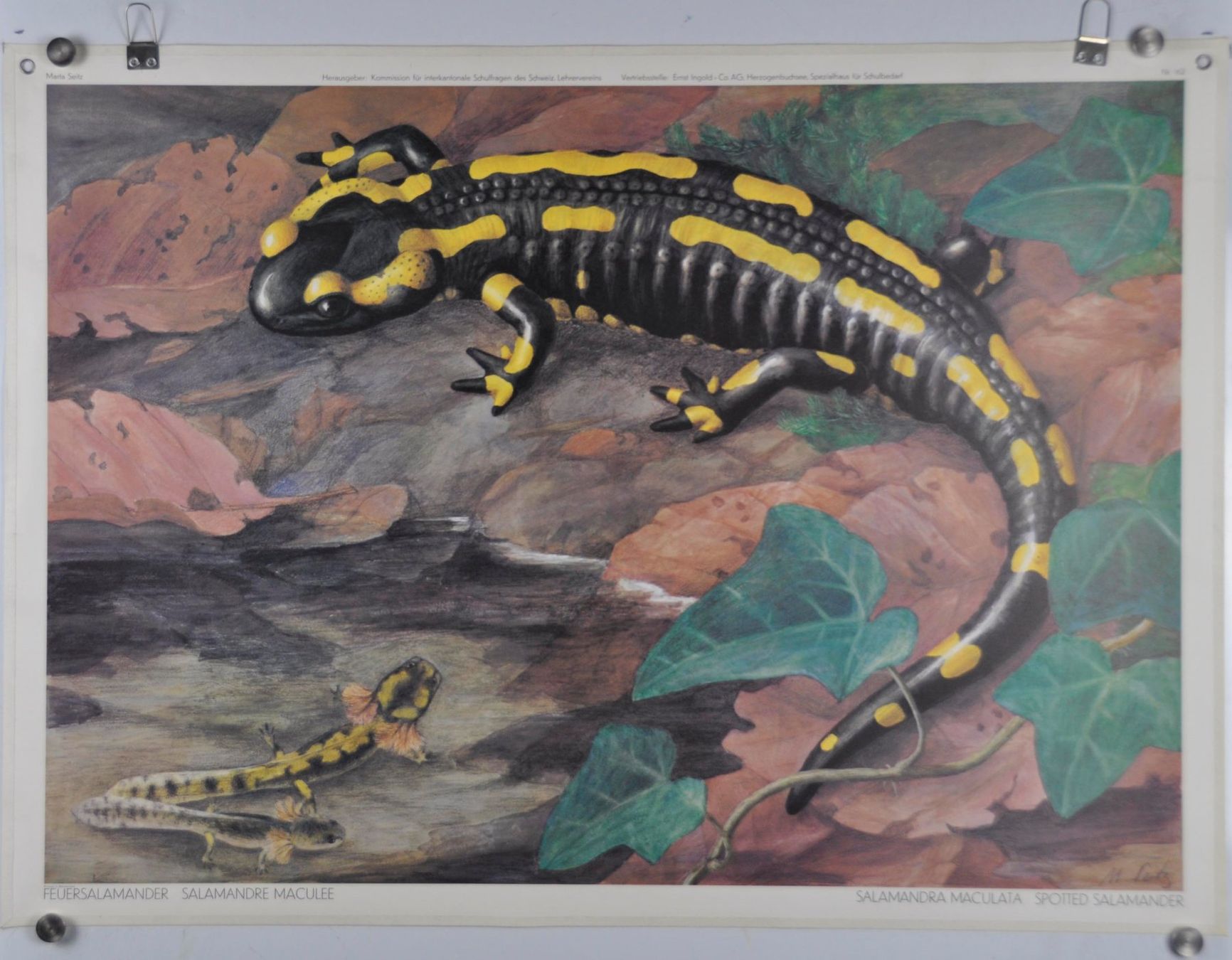 Foto & Immagini: Schulwandbild Feuersalamander Marta Seitz /  @mar – Usato da Härkingen venduto da sammelbecken 1
