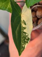 🌿 Syngonium Albo Variegata - 2 bewurzelte Stecklinge