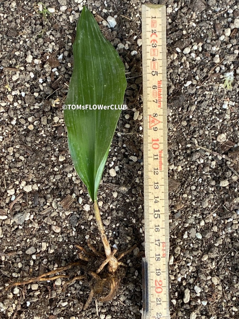 Piante & sementi: Aspidistra Elatior - bedingt winterharte "Schusterpalme" – Nuovo e nell'imballaggio originale da Adliswil venduto da astom369 4