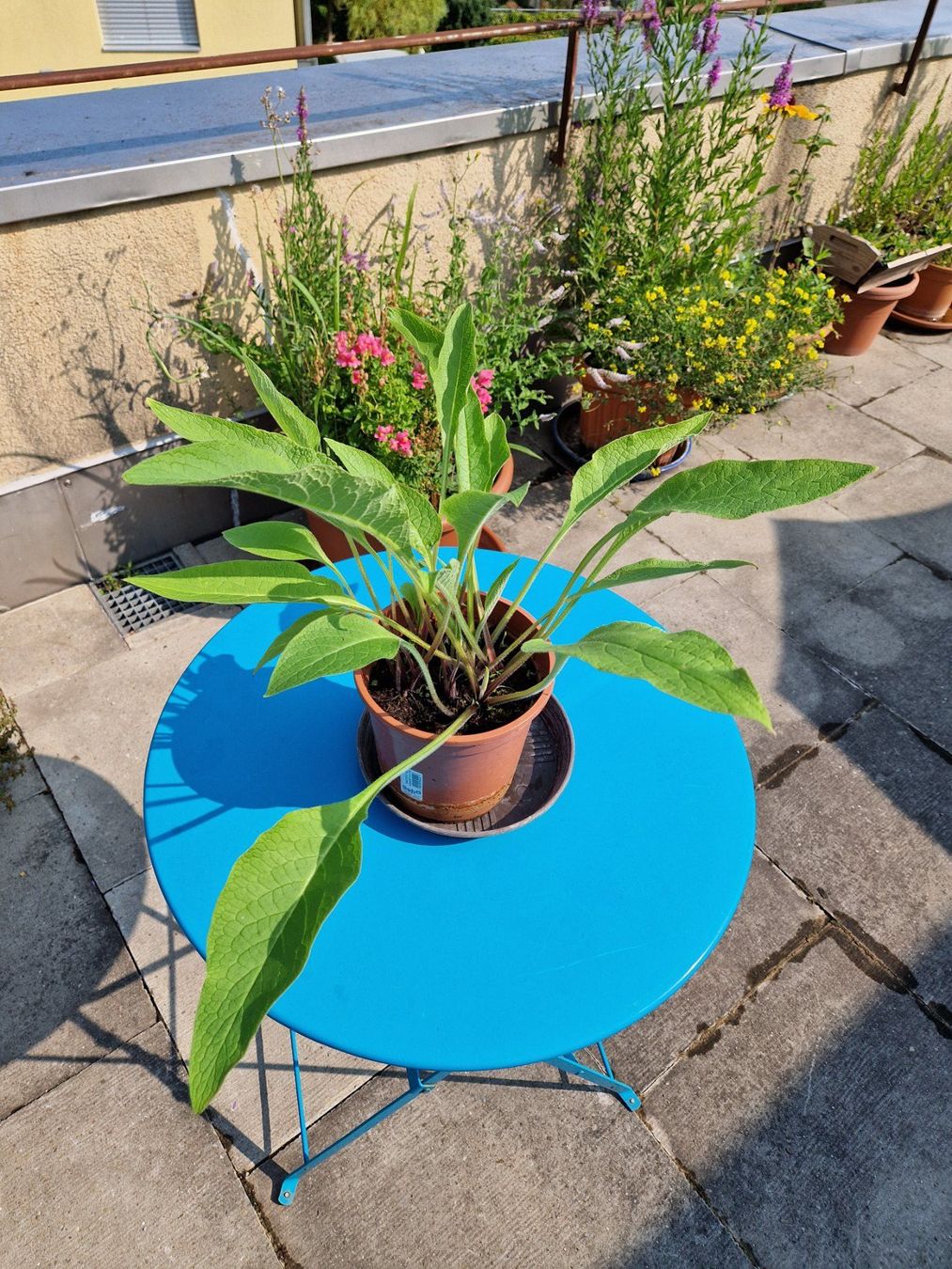 Pflanzen & Samen: Balkon-/Gartenpflanze: Beinwell – Gebraucht aus Münchenbuchsee von Aare22