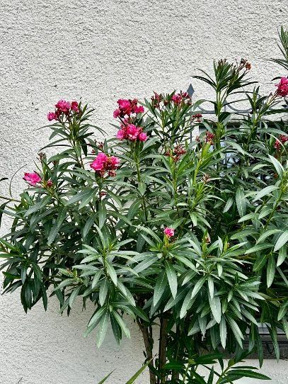 Plantes & graines: Oleander Rot, volle Blüte – D'occasion à Egliswil par didiflu 2