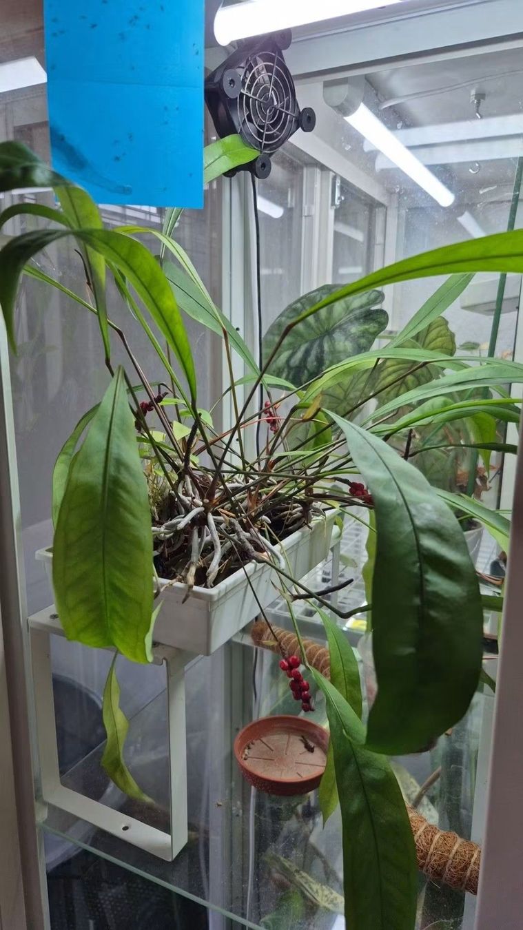 Piante & sementi: Anthurium gracile1x – Nuovo (secondo la descrizione) da Mols venduto da s3lin4splnts