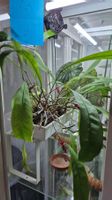 Anthurium Vittarifolium 1x