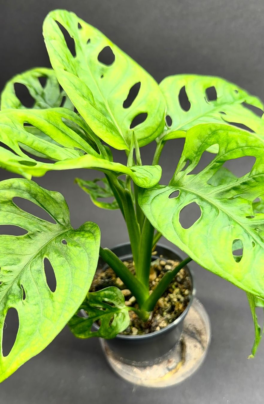 Piante & sementi: 🌿 Monstera adansonii #2 – Usato da Zürich venduto da jpquast 1