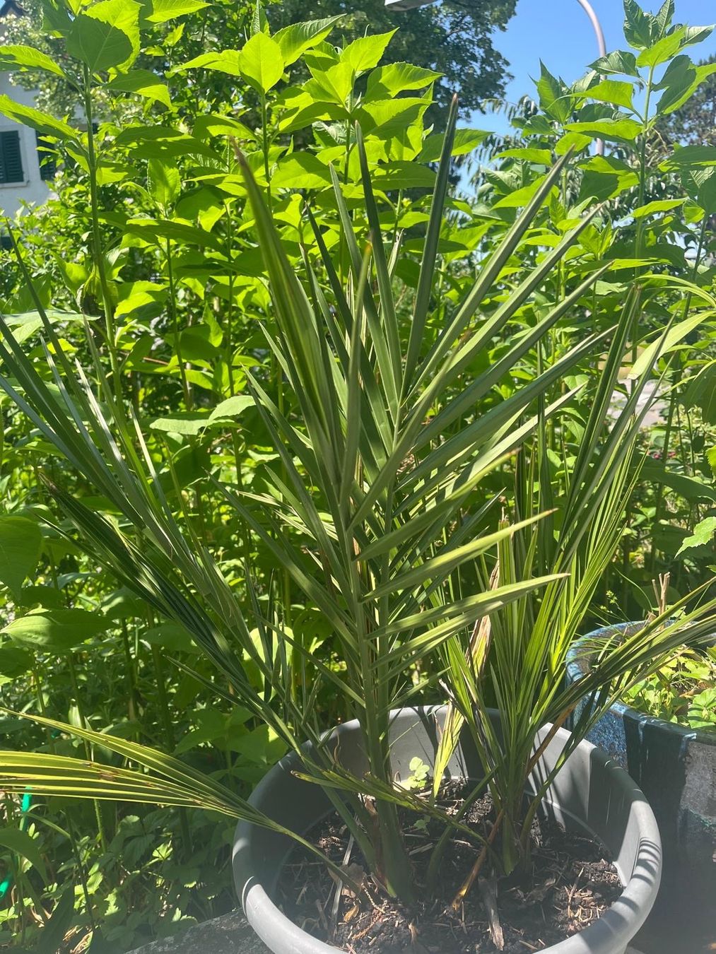 Plantes & graines: Dattelpalme – D'occasion à Zürich par ele_8tmk 1