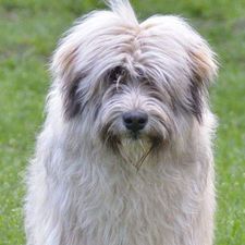 Profile image of yogi_