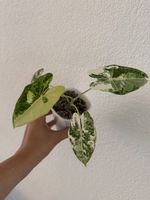 Alocasia Frydek Variegata im SB-Topf