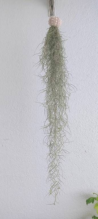 Piante & sementi: Luftpflanze Tillandsia usneoides mit Seeigel. 1 – Nuovo e nell'imballaggio originale da Ebnat-Kappel venduto da Zearara 2