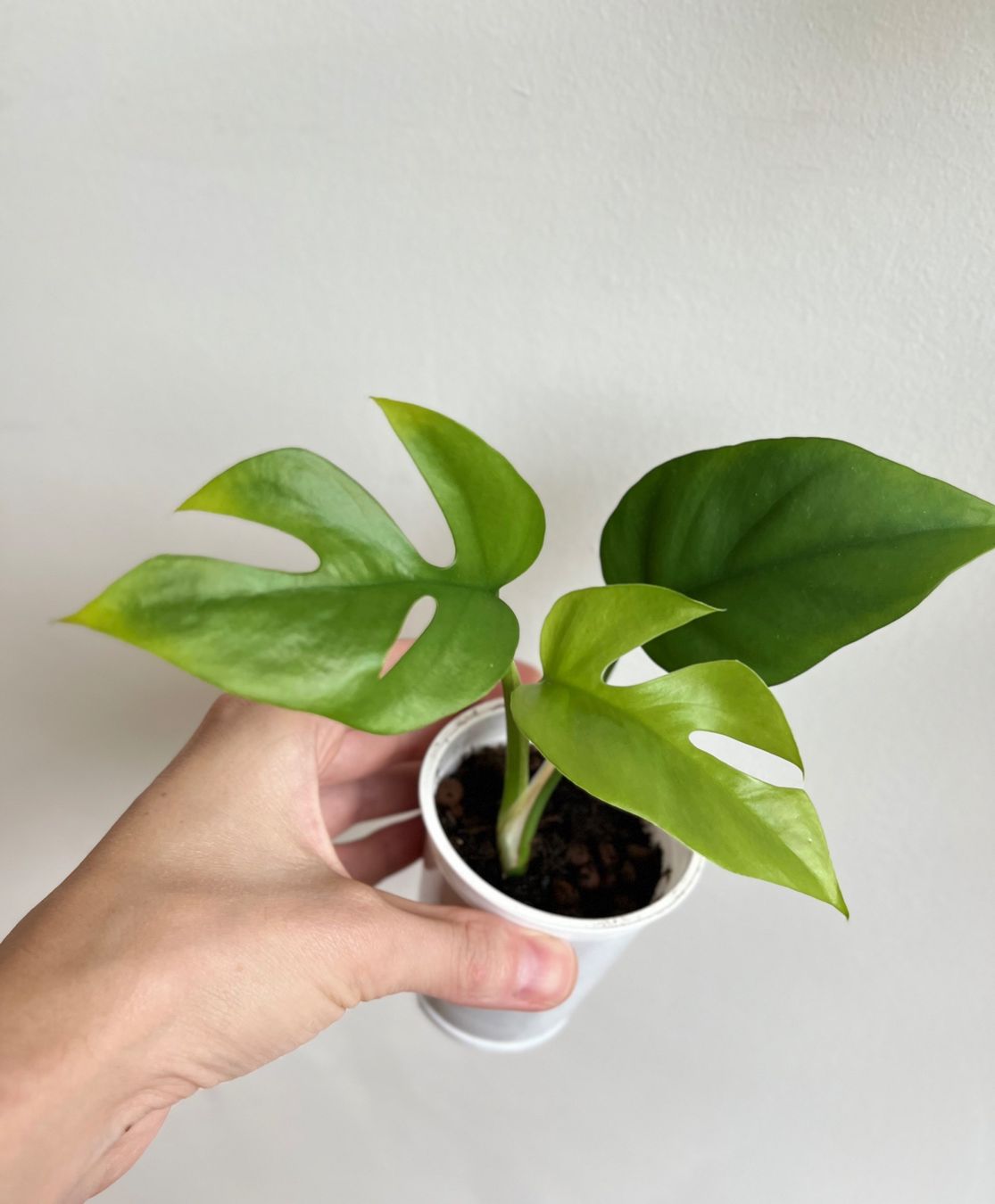 Pflanzen & Samen: Monstera minima💚 – Gebraucht aus Glattpark(Opfikon) von ste_n99y 2