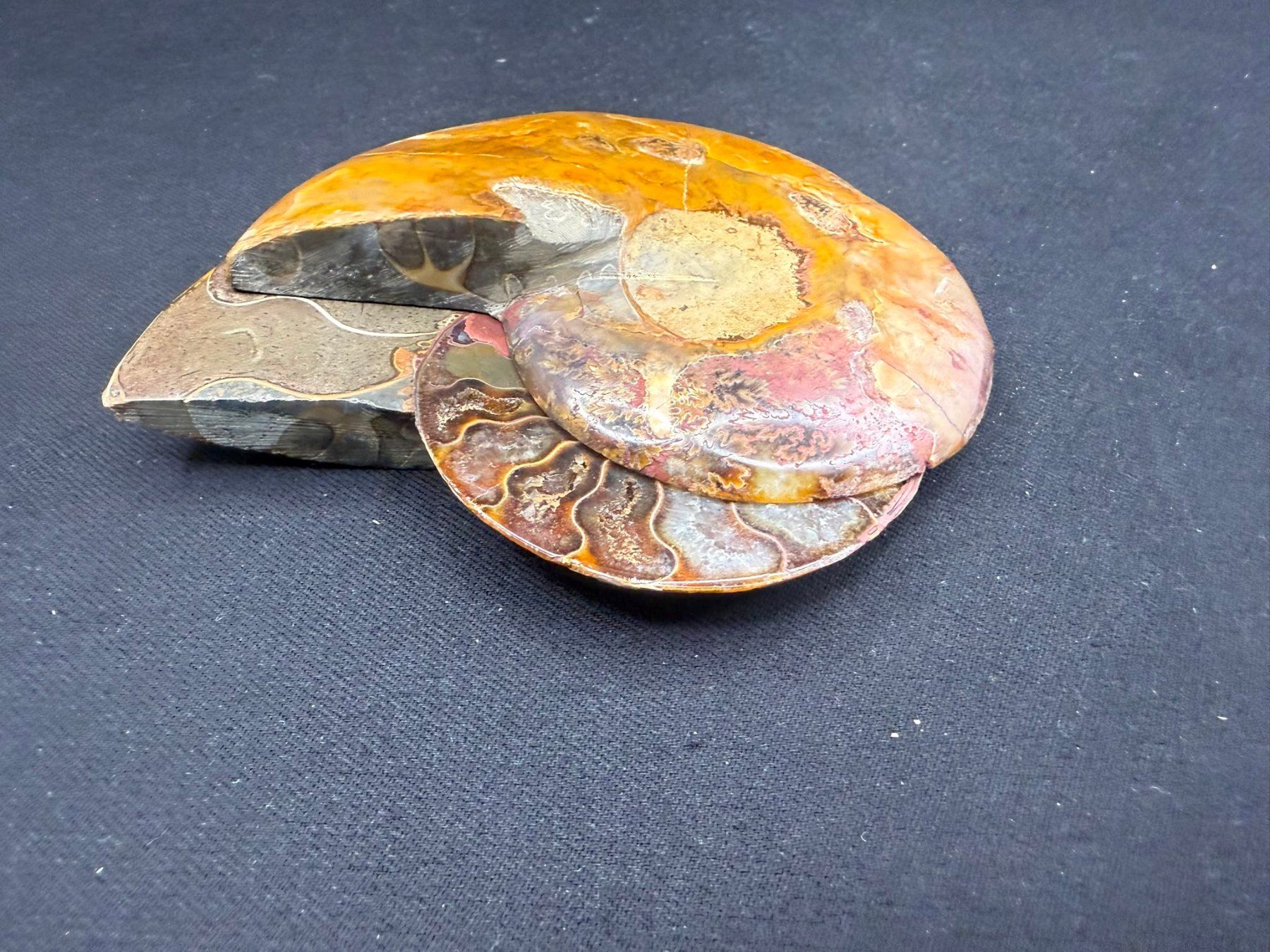 Fossilien: Ammoniten-Paar – Gebraucht aus Schinznach Bad von Demerald 4