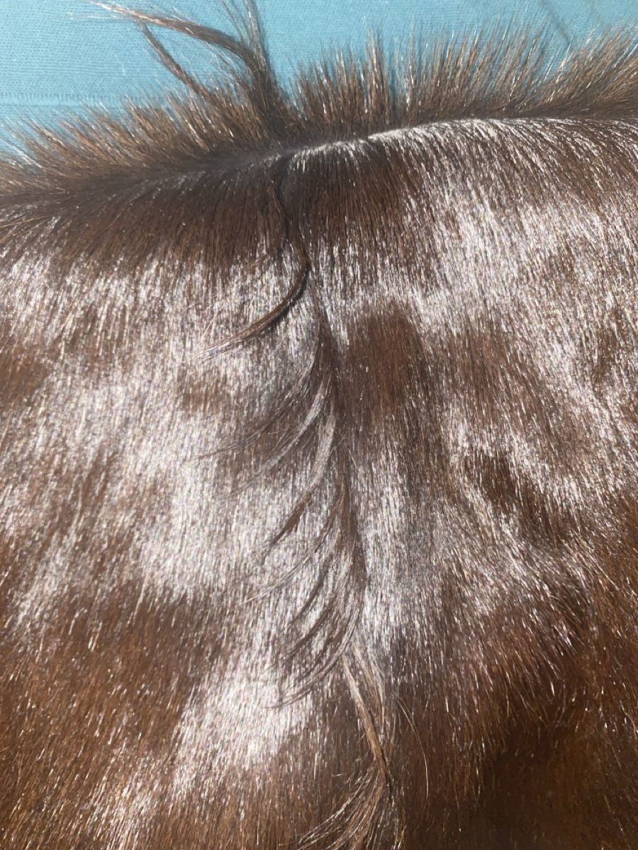 Teppiche: Ziegenfell neuwertig! – Neu (gemäss Beschreibung) aus Amden von stewa03 3