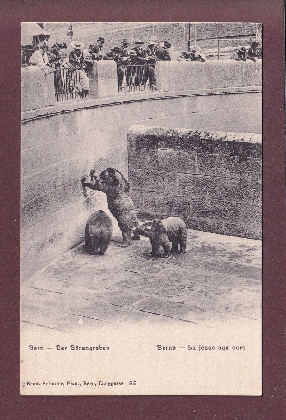 Ansichtskarten: BERN - Bärengraben - 1905 – Gebraucht aus Pully von nicecards