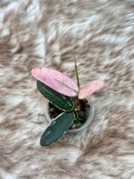 Hoya Lyi ‚Prism‘ 🦄✨