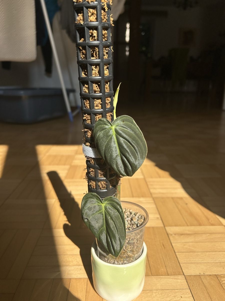 Plantes & graines: Philodendron Melanochrysum  – D'occasion à Vaduz par joana.macedo