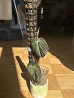 Philodendron Melanochrysum 