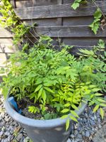 Chinesische Blauregen 'Bluemoon' Setzlinge Pflanze Stk 7.-