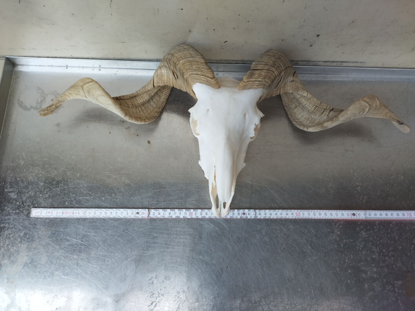 Il mondo degli animali: grosser Widderschädel – Usato da Wettingen venduto da Bwalti