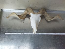 grosser Widderschädel