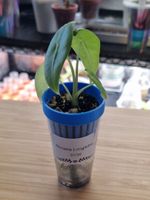 🌱Alocasia Longiloba - Größe S