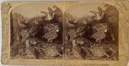 Stereofoto Geo Baker - Niagara Park, Vögel, 1890
