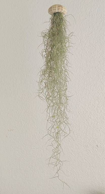 Piante & sementi: Luftpflanze Tillandsia usneoides mit Seeigel 2 – Nuovo e nell'imballaggio originale da Ebnat-Kappel venduto da Zearara 1