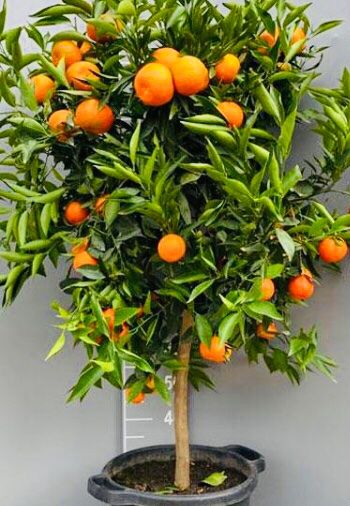 Piante & sementi: Ab 5.- fr 5 Samen Clementino CITRUS RETICULATA – Nuovo e nell'imballaggio originale da Rovio venduto da POSITIFFARTandPLANTS 2