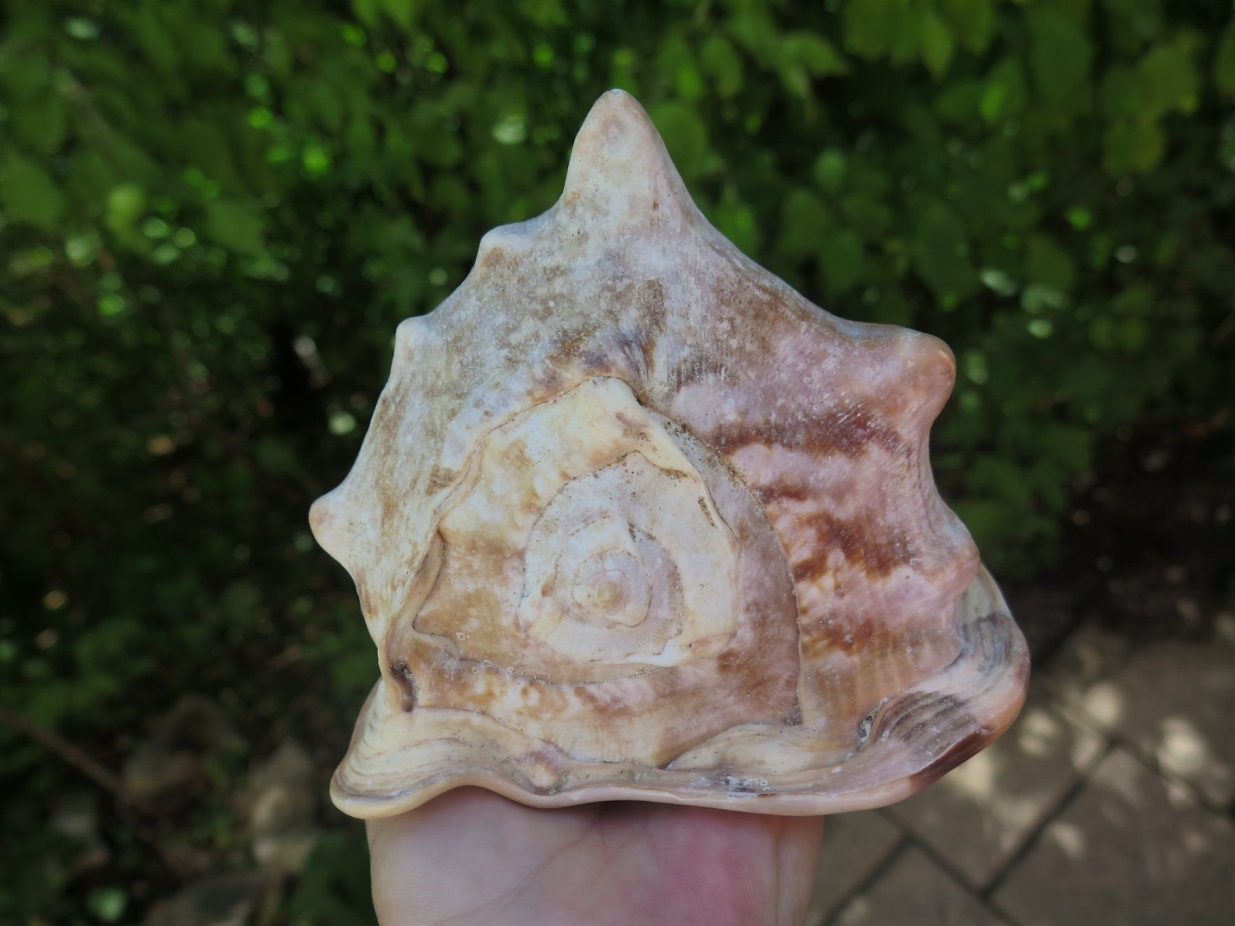 Fossili: Grosse Muschel ca. 581 gr. – Usato da Schaffhausen venduto da Yamakana51L8736OQ8 5