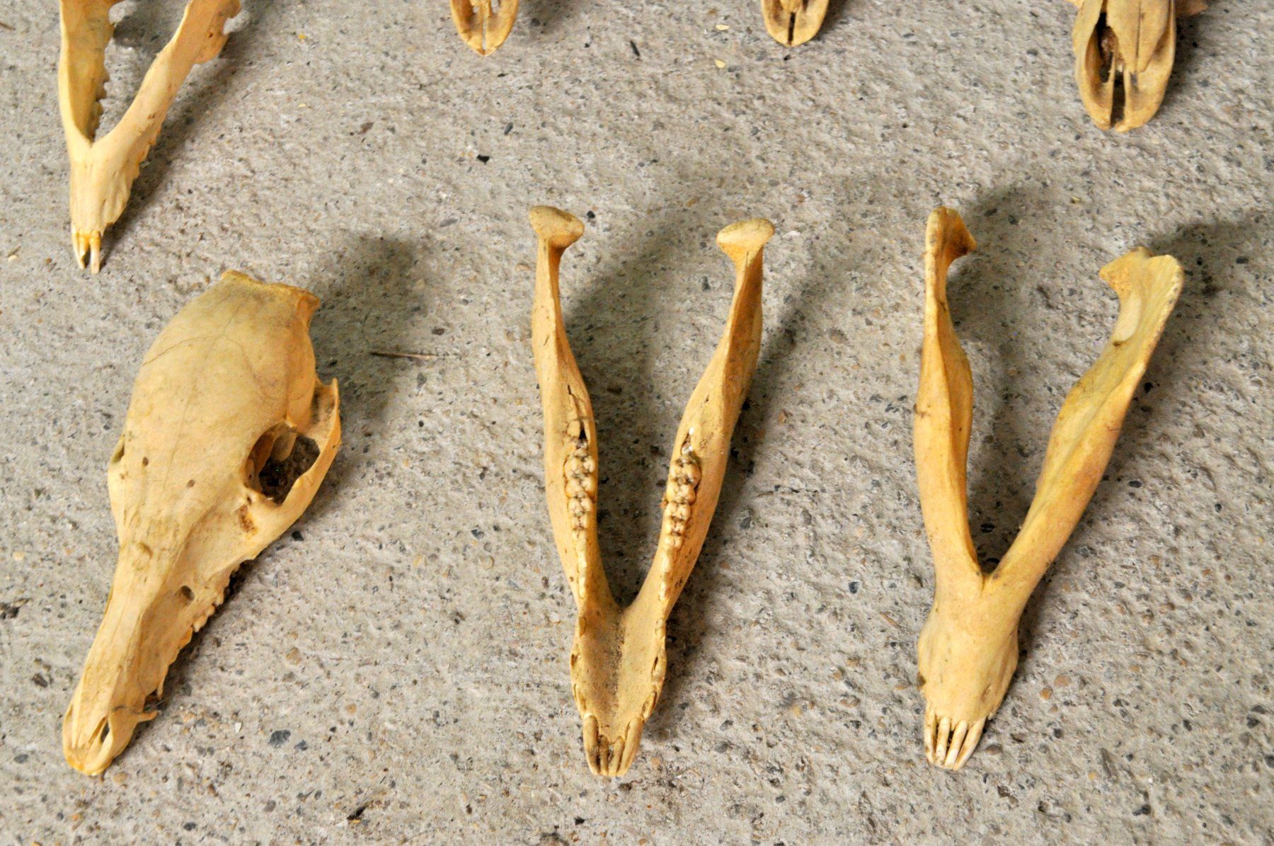 Welt der Tiere: Lot de 4 "crâne d'animaux" – Gebraucht aus Neuchâtel von Neuchatel 5