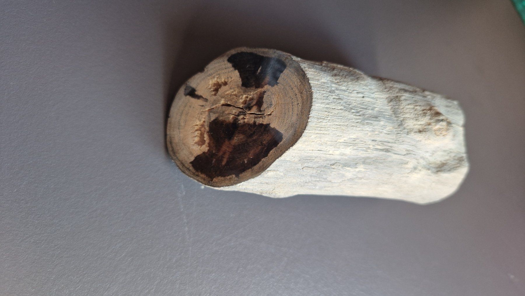 Fossili: Versteinertes Holz L: 115mm d: 50mm – Nuovo (secondo la descrizione) da Roggliswil venduto da Crosser17